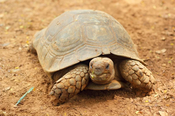 Schildpadden kruipen in de natuur — Stockfoto