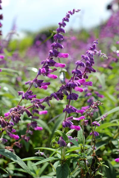 Фиолетовые цветы сальвии в природе — стоковое фото
