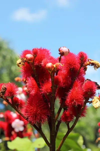 Flores rojas en la naturaleza — Foto de Stock