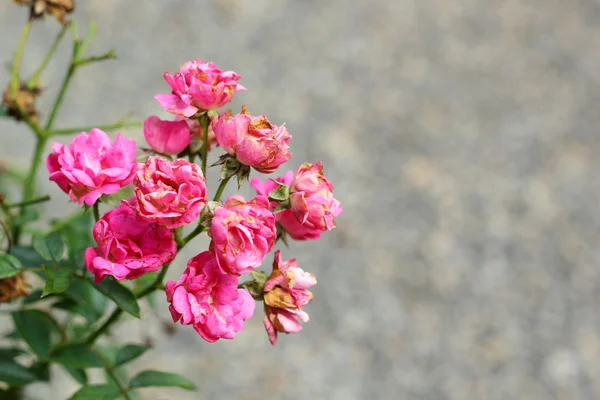 Fiori rosa nella natura — Foto Stock