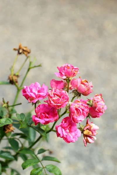 Flores de rosas en la naturaleza — Foto de Stock