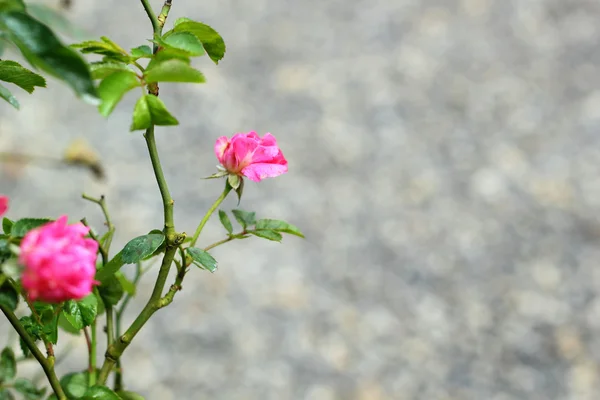 Rose flowers in the nature — Stock Photo, Image