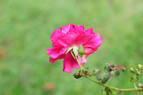 Fiori rosa nella natura — Foto Stock