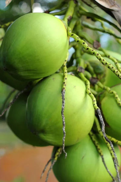 Kokosnoot boom in de natuur — Stockfoto
