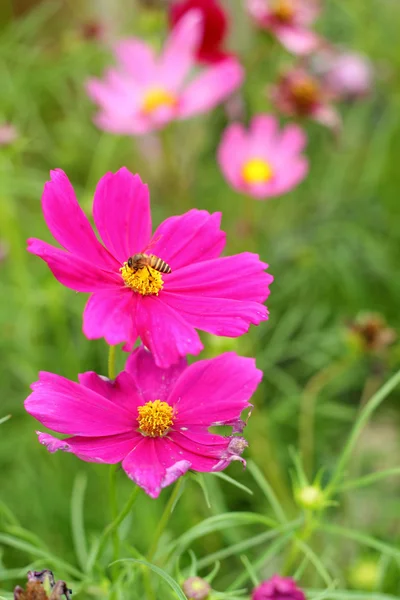 Cosmo rosa fiori nella natura — Foto Stock
