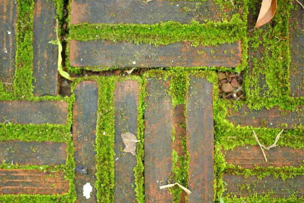 Musgo verde en la naturaleza — Foto de Stock