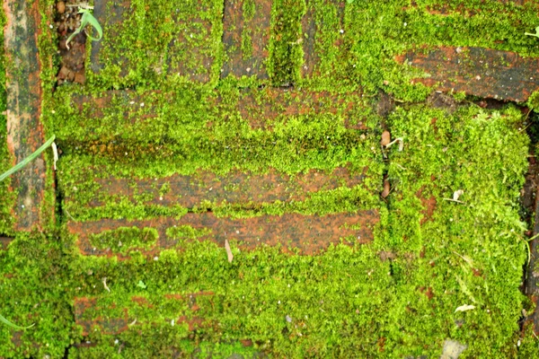 Green moss in the nature — Stock Photo, Image