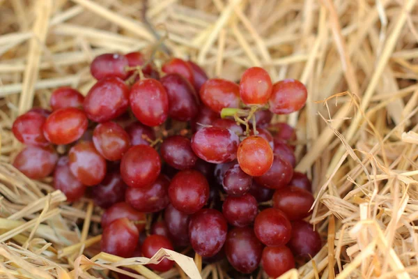 Bunch of grapes on straw — Stock Photo, Image