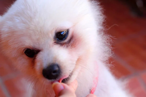 Porträtt av en pomeranian hund — Stockfoto