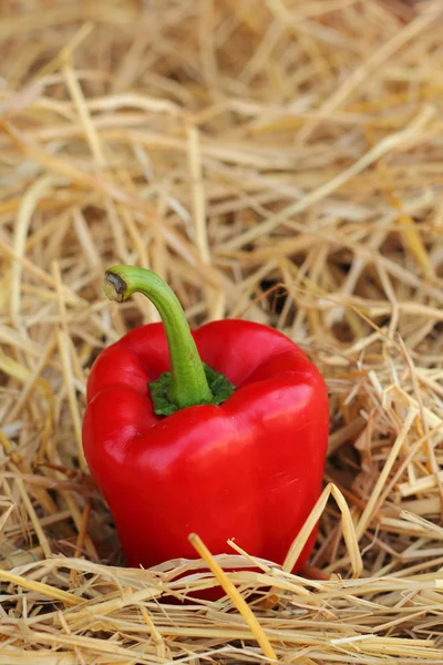 Red bell pepper fresh colorful — Stock Photo, Image