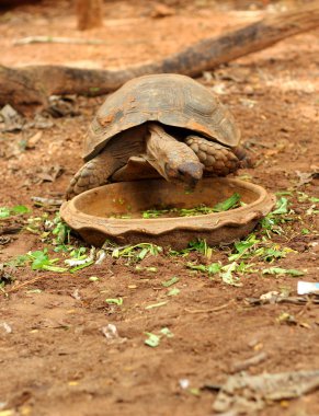 Doğada sürünerek kaplumbağalar