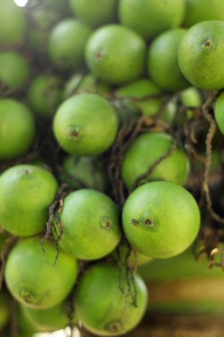 Doğa ile tembul palmiye ağacı