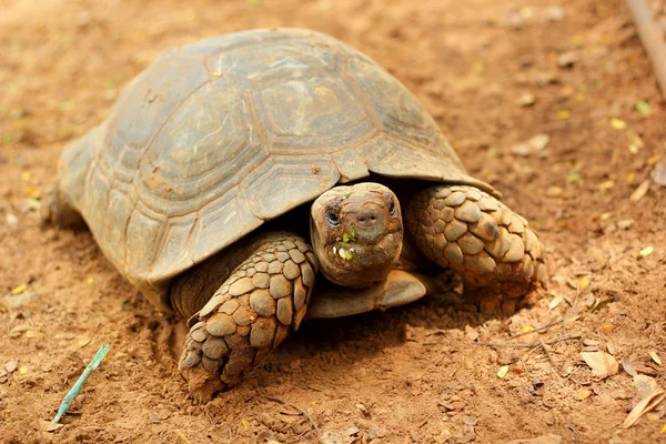 Sköldpaddorna kryper i naturen — Stockfoto