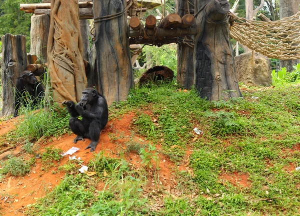 Monkey sitting at the nature — Stock Photo, Image