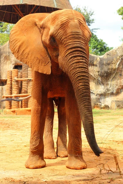 African elephant in the nature — Stock Photo, Image