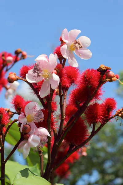 Flores rojas en la naturaleza — Foto de Stock