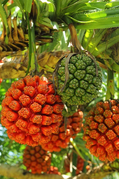 Plody palmy v přírodě — Stock fotografie