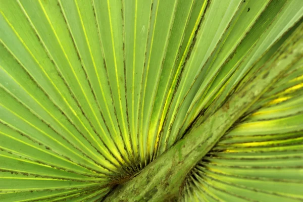 Palmas folhas fundo na natureza — Fotografia de Stock