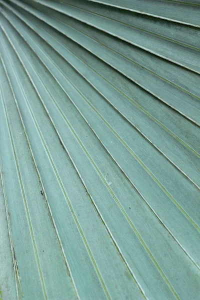 Palmen bladeren achtergrond in de natuur — Stockfoto