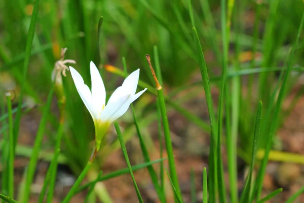 White flower in the nature — Stock Photo, Image