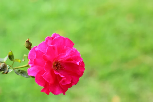 Rosa blommor i naturen — Stockfoto