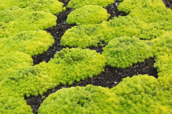 Fern doğada yeşil — Stok fotoğraf