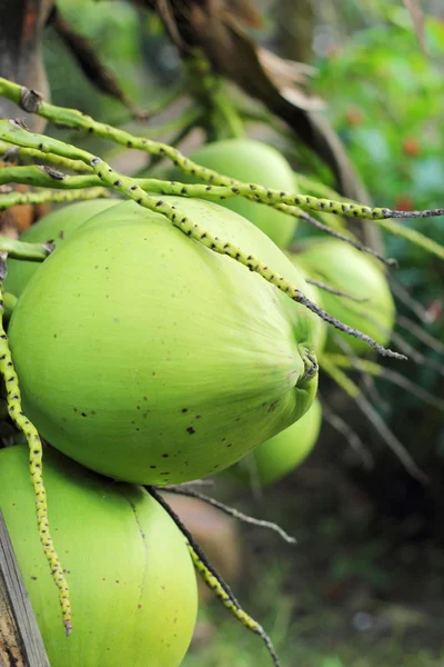 Kokosnoot boom in de natuur — Stockfoto