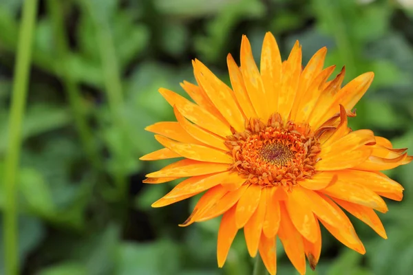 Gerbera flores en la naturaleza —  Fotos de Stock