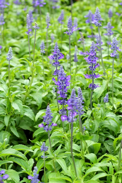 Flores de salvia roxas na natureza — Fotografia de Stock