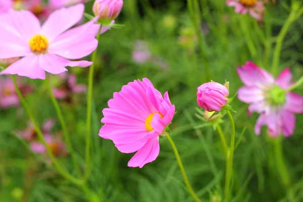 Pink cosmos flowers in the nature — Stock Photo, Image
