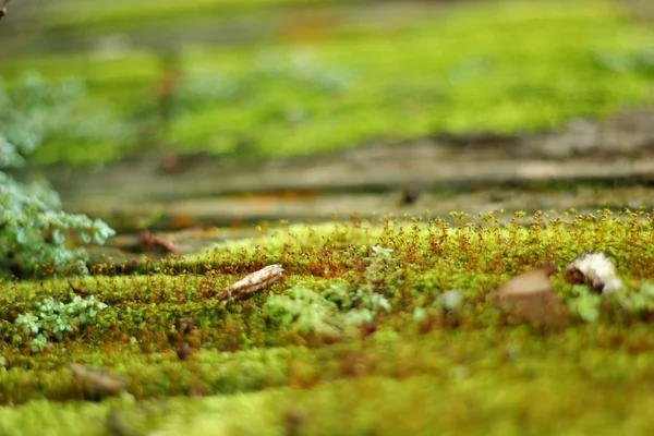 Grünes Moos in der Natur — Stockfoto