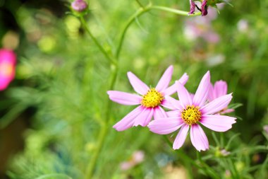 pembe cosmos doğa çiçeklenir