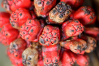 Palmiye meyve doğada