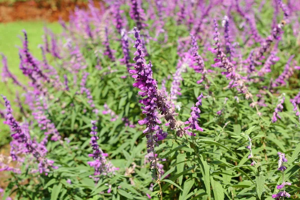 Purple salvia flowers in nature — Stock Photo, Image