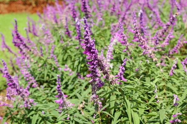 Flores de salvia roxas na natureza — Fotografia de Stock