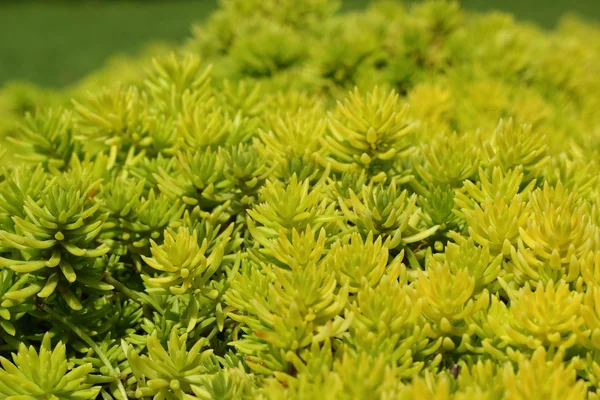 Fern green in the nature — Stock Photo, Image