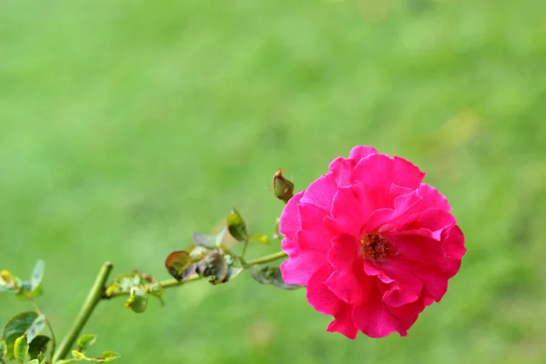 Róża kwiaty w naturze — Zdjęcie stockowe
