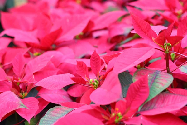 Flores rojas de poinsettia en la naturaleza —  Fotos de Stock