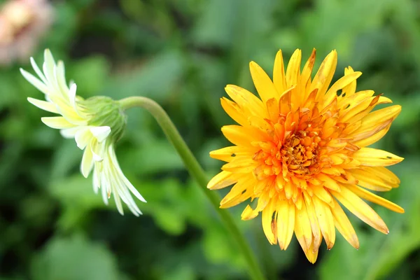 Gerbera flores en la naturaleza —  Fotos de Stock