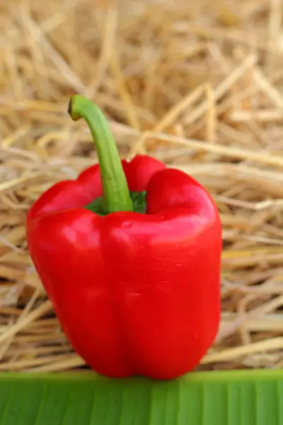 Red bell pepper fresh colorful — Stock Photo, Image