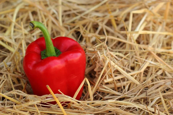 Red bell pepper fresh colorful — Stock Photo, Image