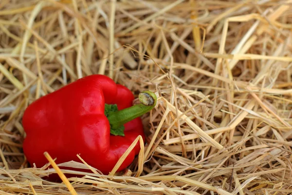 Red bell pepper fresh colorful — Stock Photo, Image