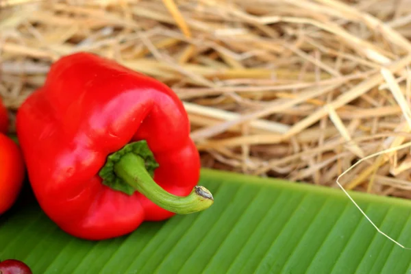 Red bell pepper fresh colorful — Stock Photo, Image