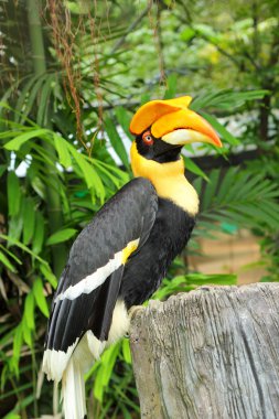 doğada ağaçta kuş