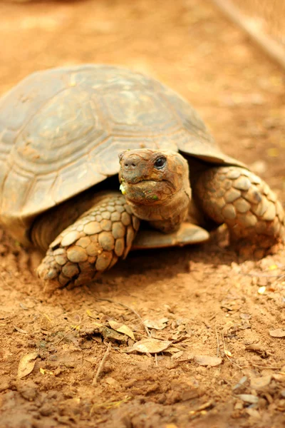 Schildpadden kruipen in de natuur — Stockfoto