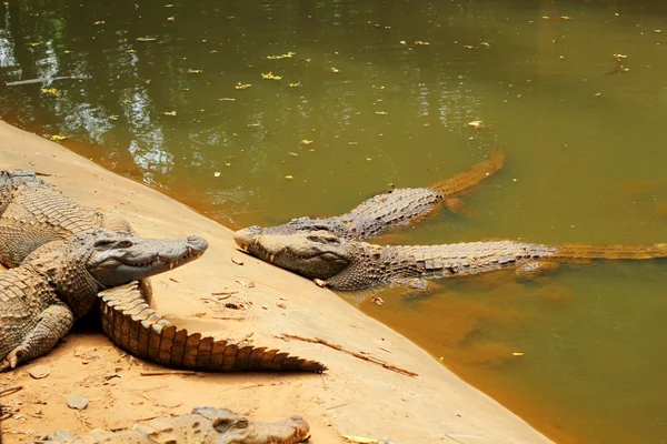 Crocodilo na natureza — Fotografia de Stock