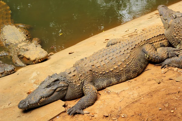 Crocodile in the nature — Stock Photo, Image
