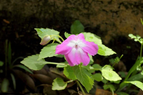 自然の中でピンクのペチュニアの花 — ストック写真