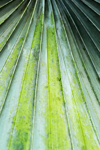 Palme foglie sfondo in natura — Foto Stock