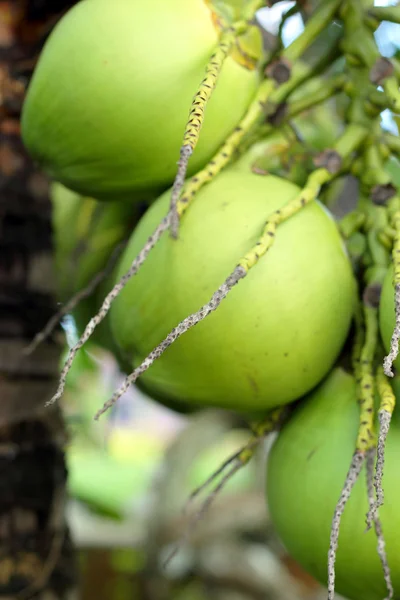 Kokosnoot boom in de natuur — Stockfoto